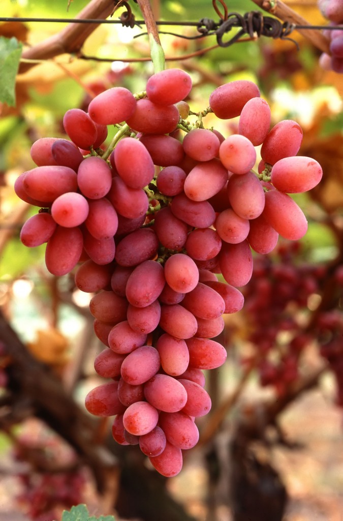 Grapes05