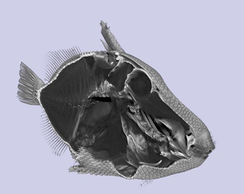 Clipped rendered volumetric view of triggerfish showing interior structures
