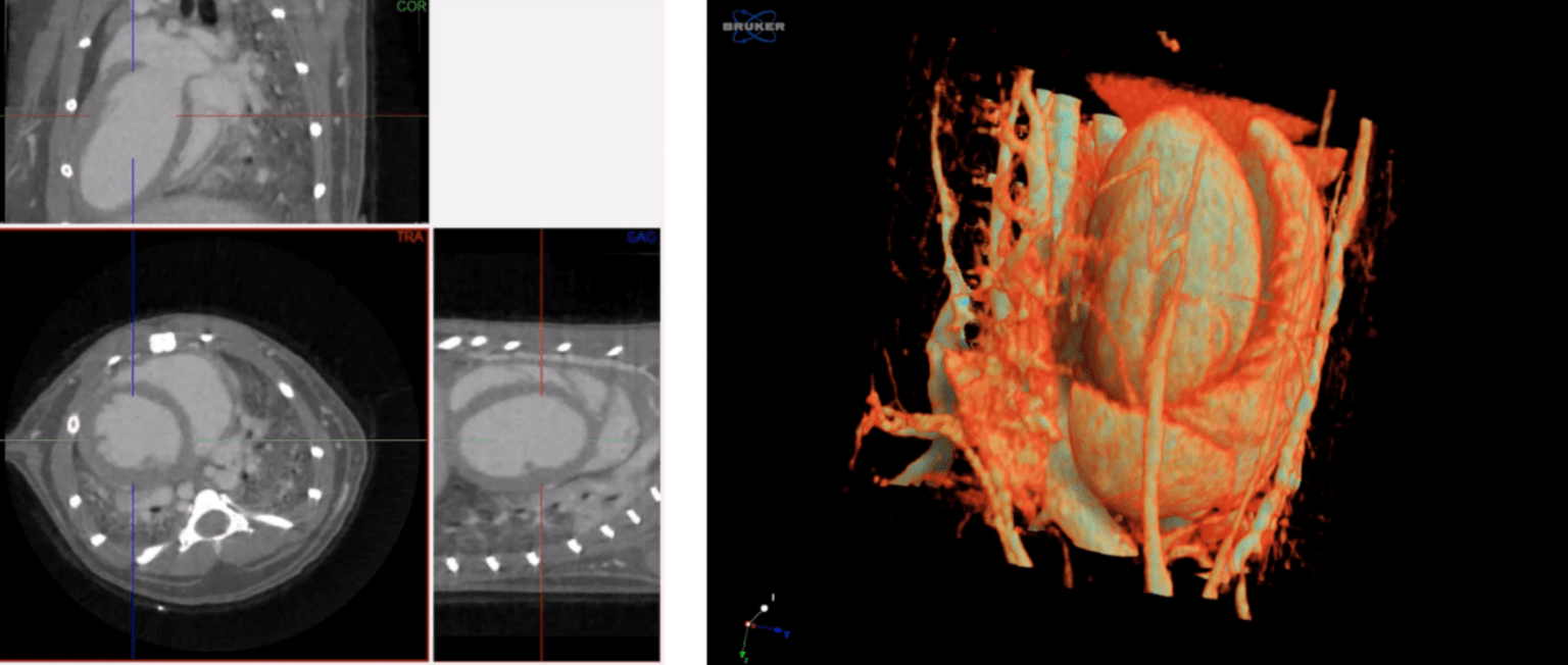 Micro-CT for Soft Tissue (Preclinical) Research | Micro Photonics
