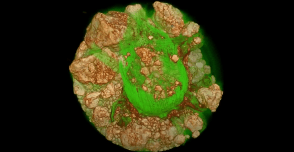 Micro-CT for Plant Research | Micro Photonics