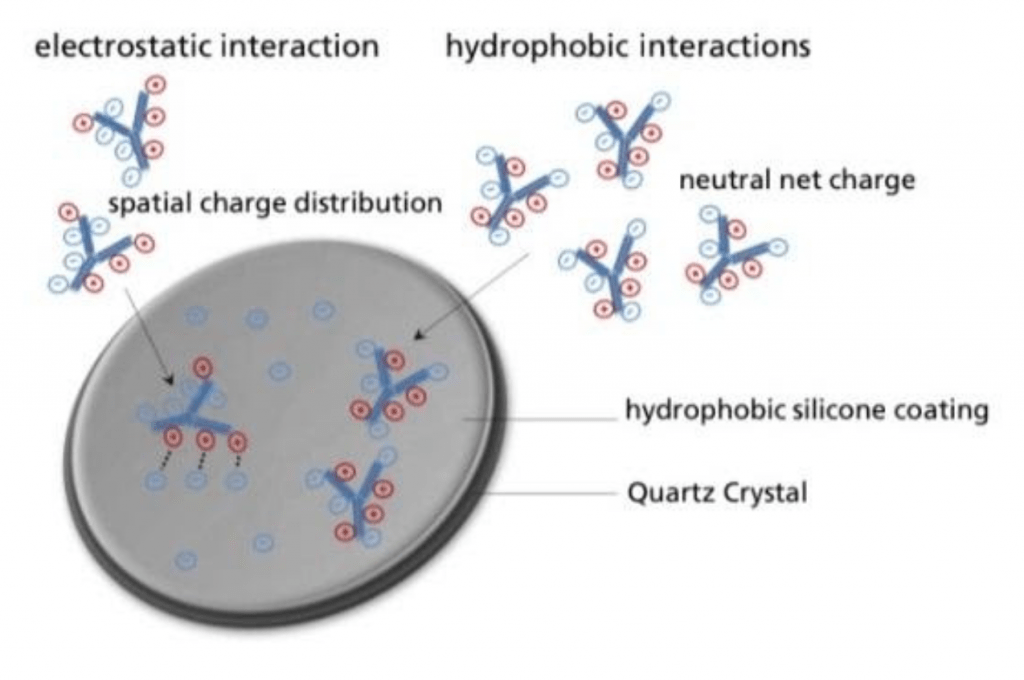 Quartz Crystal Microbalance for Protein Adsorption to Solid Surface