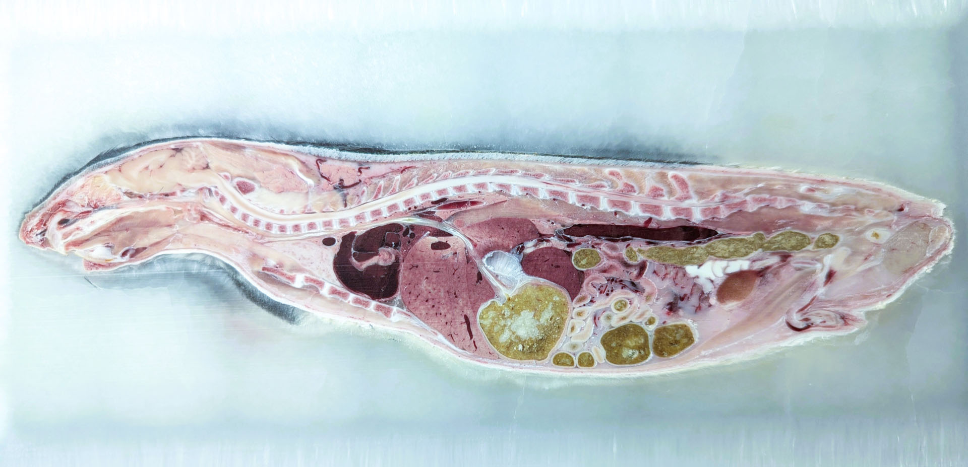 High Resolution Rat cropped corrected